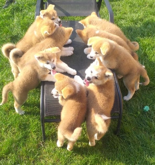 Puiuti Akita Inu Japonez pedigree tia A