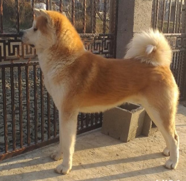 Puiuti Akita Inu Japonez pedigree tia A