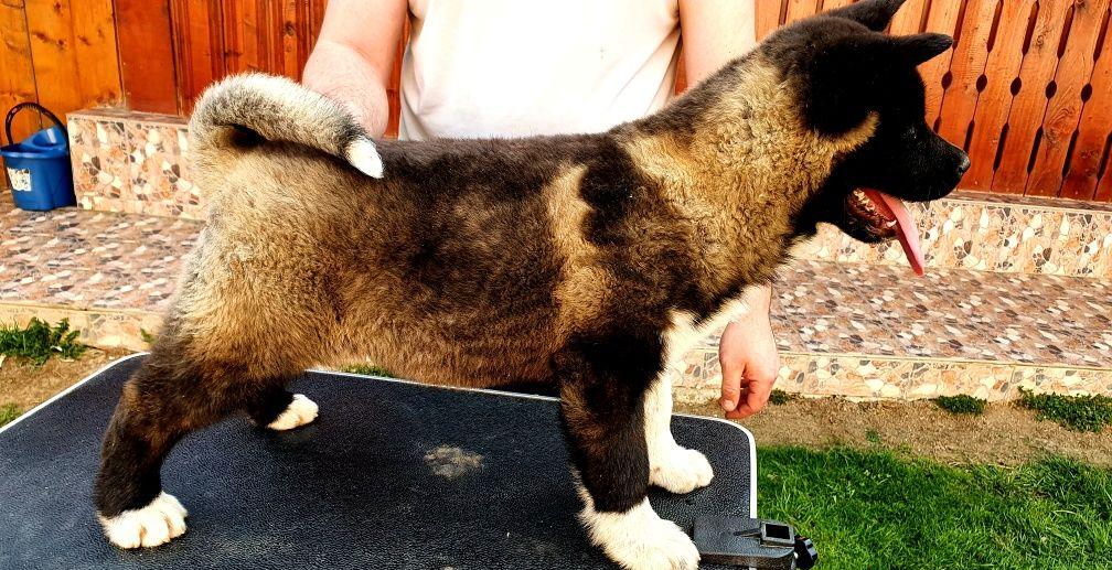 Puiuti american akita cu pedigree din parinti champ Romania pe rasa.