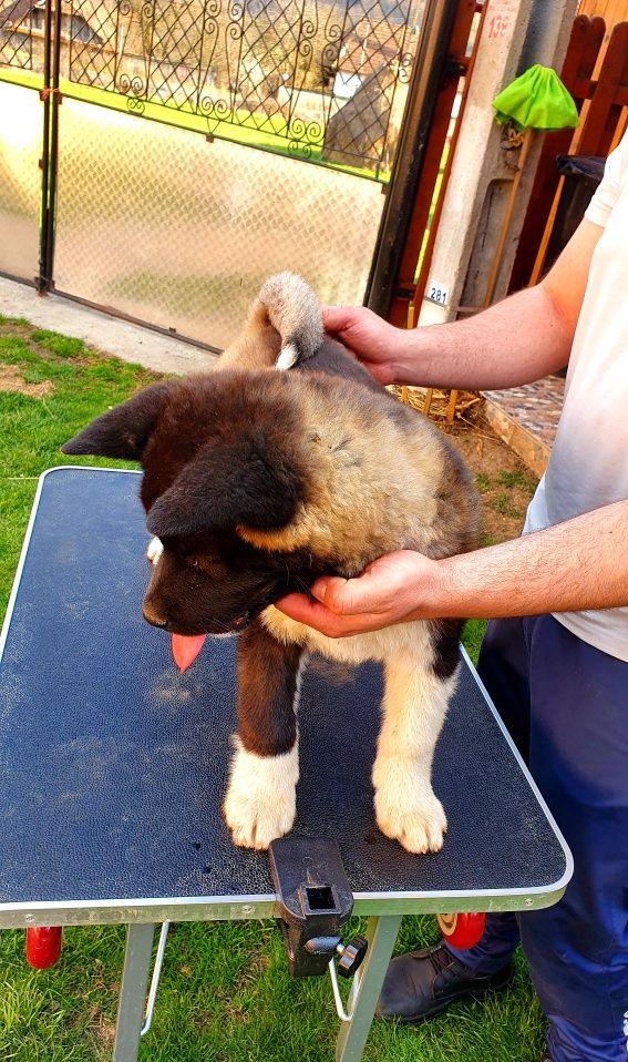 Puiuti american akita cu pedigree din parinti champ Romania pe rasa.