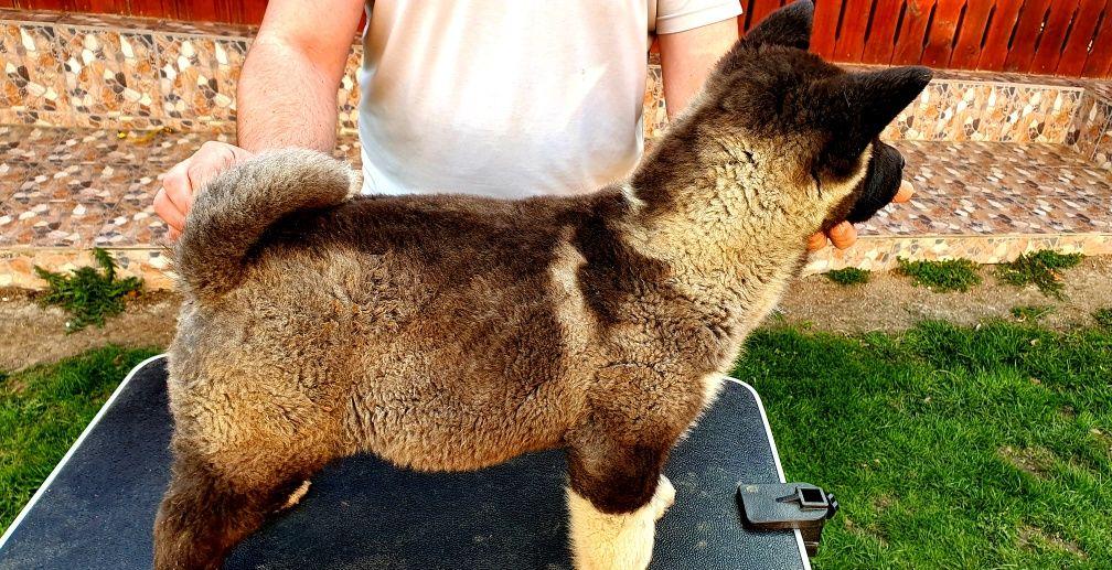 Puiuti american akita cu pedigree din parinti champ Romania pe rasa.