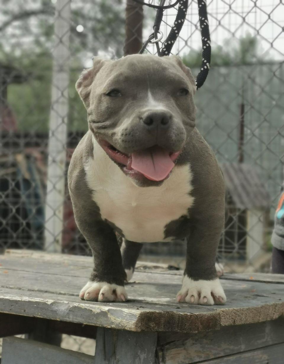 Puiuți AmericanBully pocket ABCK pedigree în căutarea noilor familii