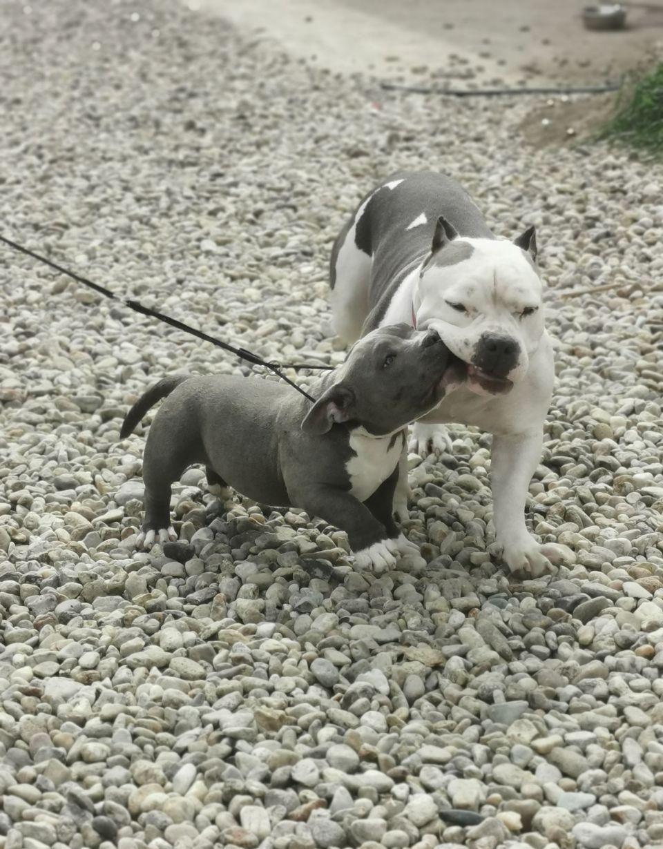 Puiuți AmericanBully pocket ABCK pedigree în căutarea noilor familii