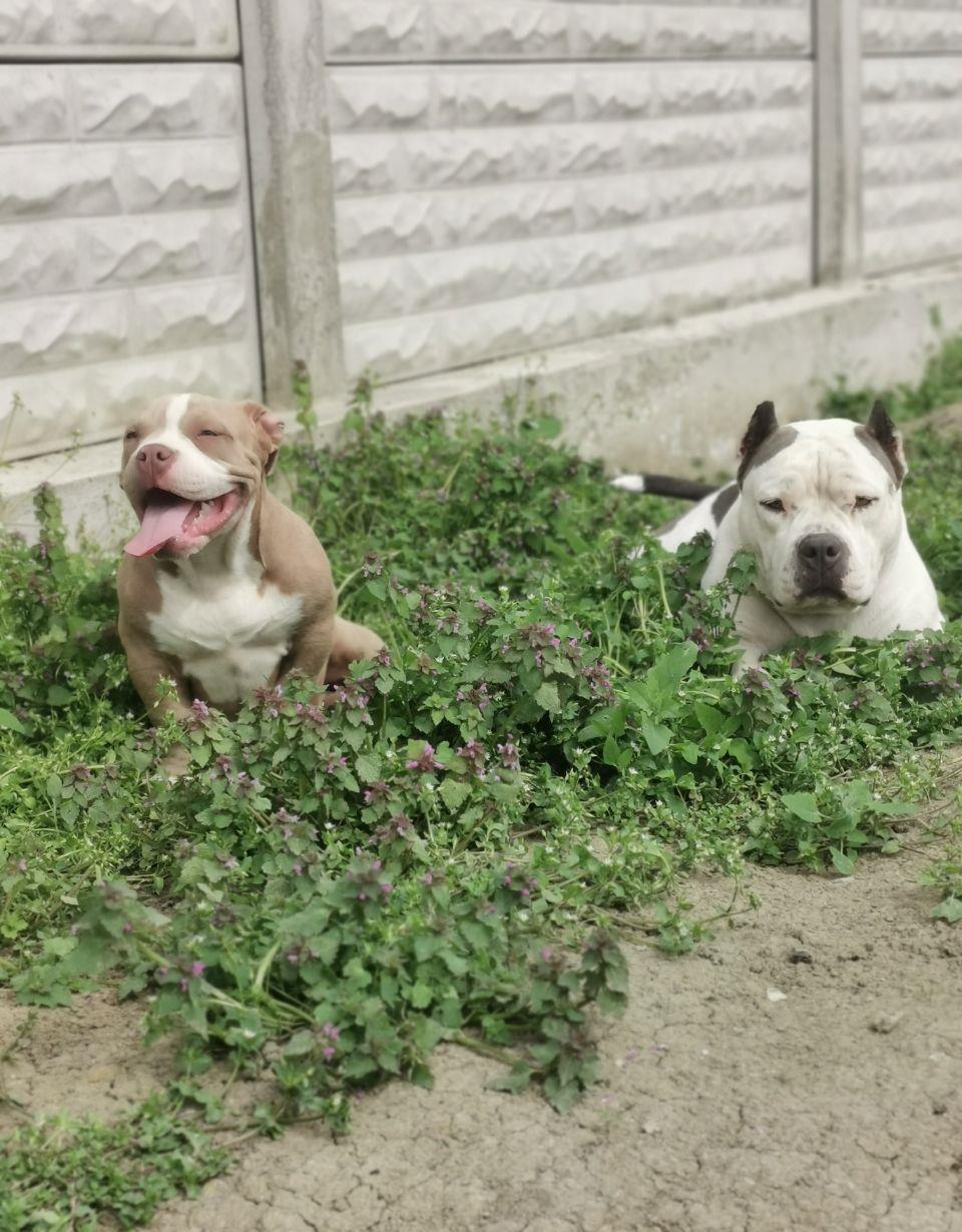 Puiuți AmericanBully pocket ABCK pedigree în căutarea noilor familii