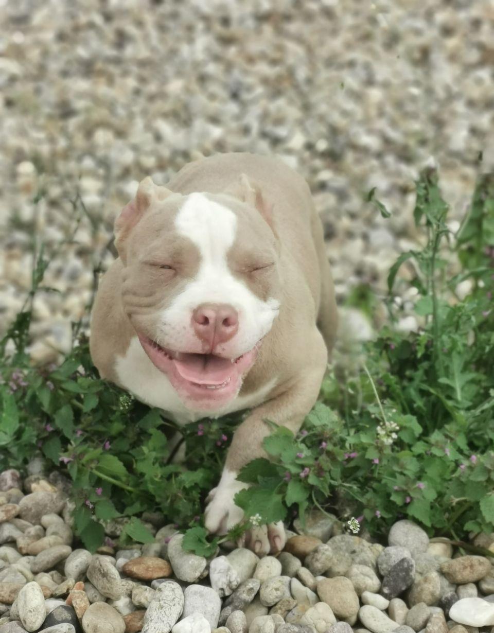 Puiuți AmericanBully pocket ABCK pedigree în căutarea noilor familii