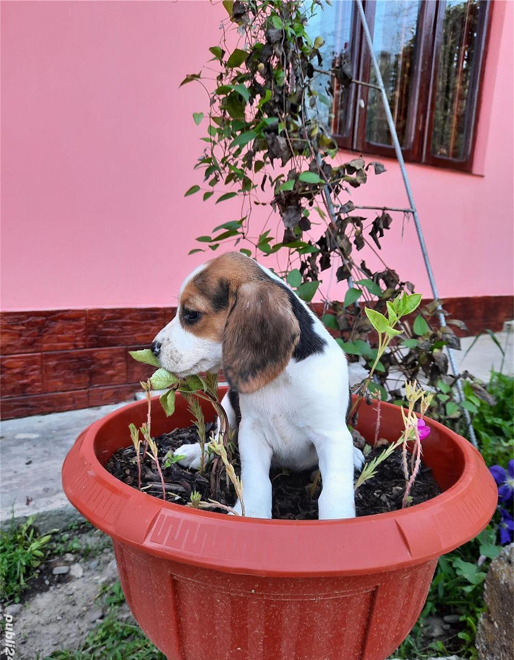 Puiuți beagle rasă pură
