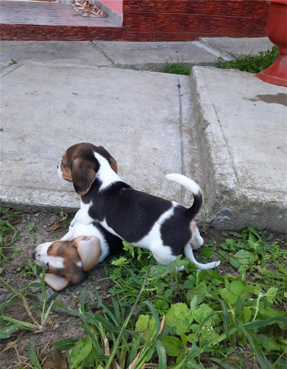 Puiuți beagle rasă pură