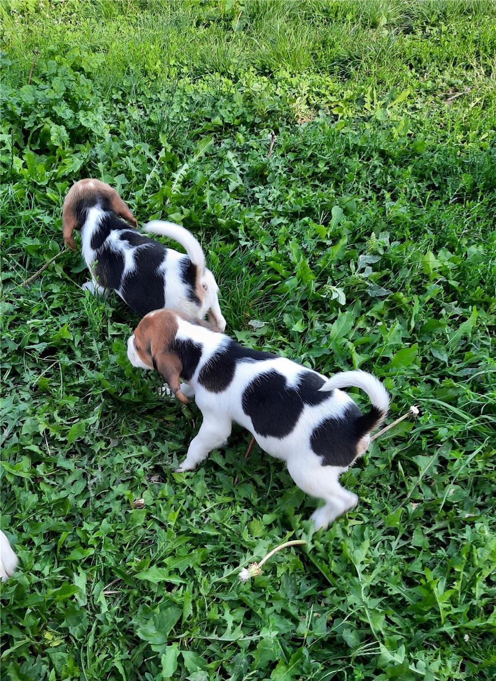 Puiuți beagle rasă pură