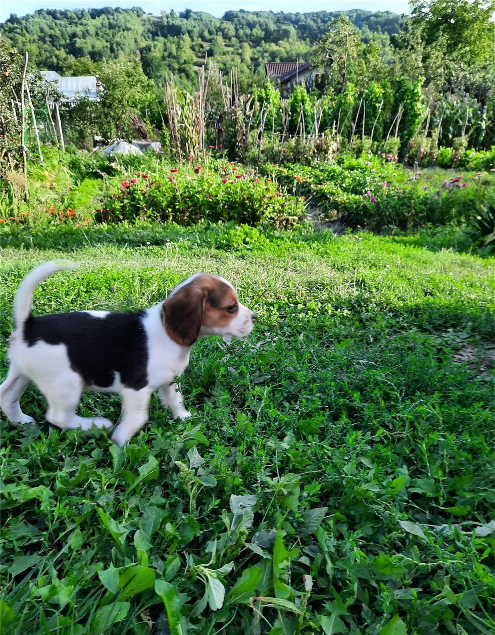 Puiuți beagle rasă pură