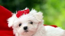 puiuti bichon maltez