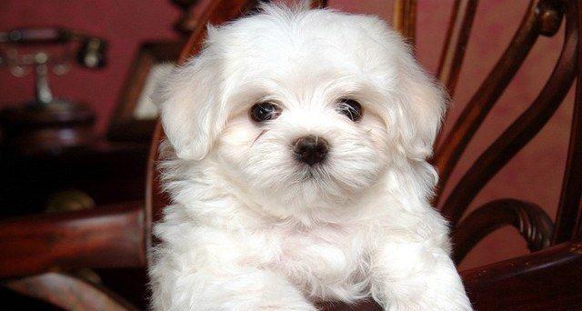 puiuti bichon maltez