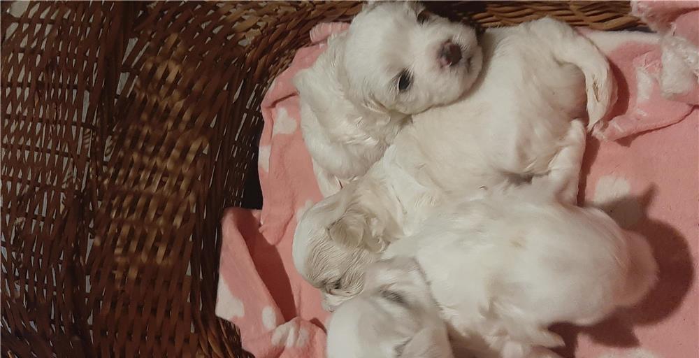 Puiuti bichon maltez