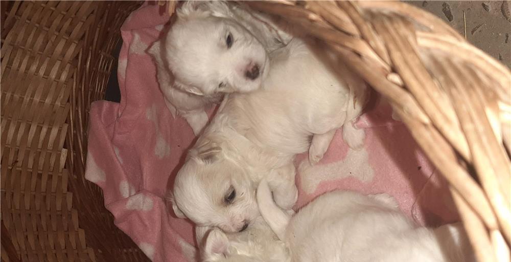 Puiuti bichon maltez