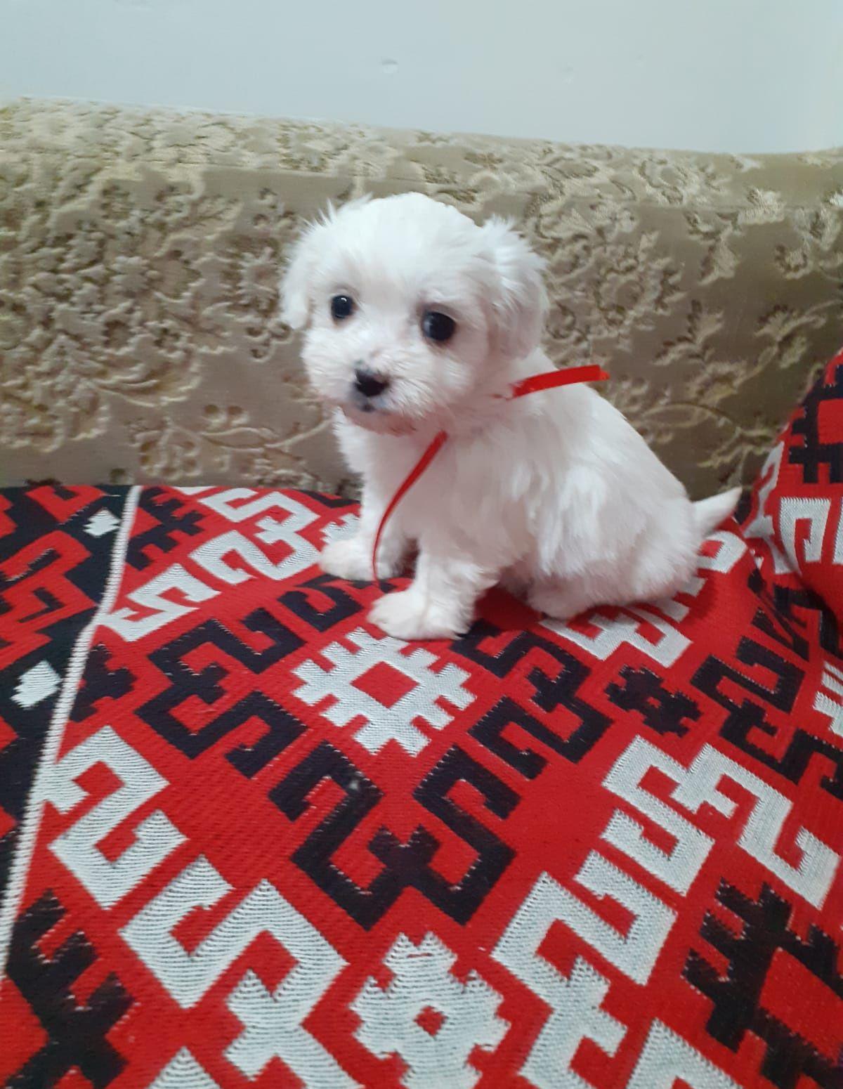 Puiuți bichon maltez mini toy