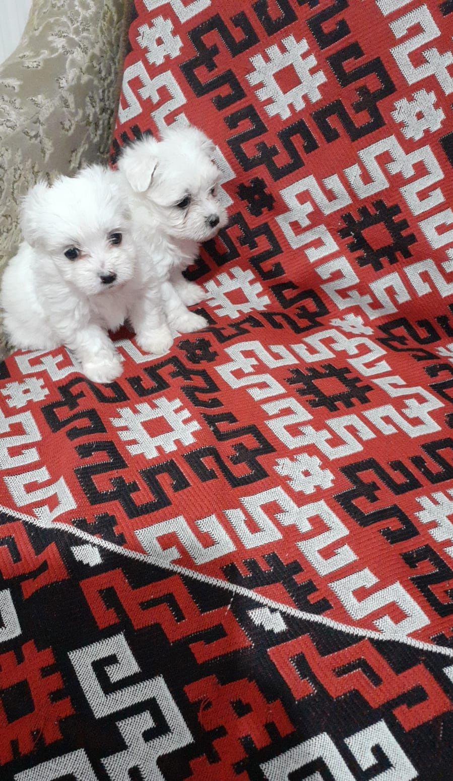 Puiuți bichon maltez mini toy