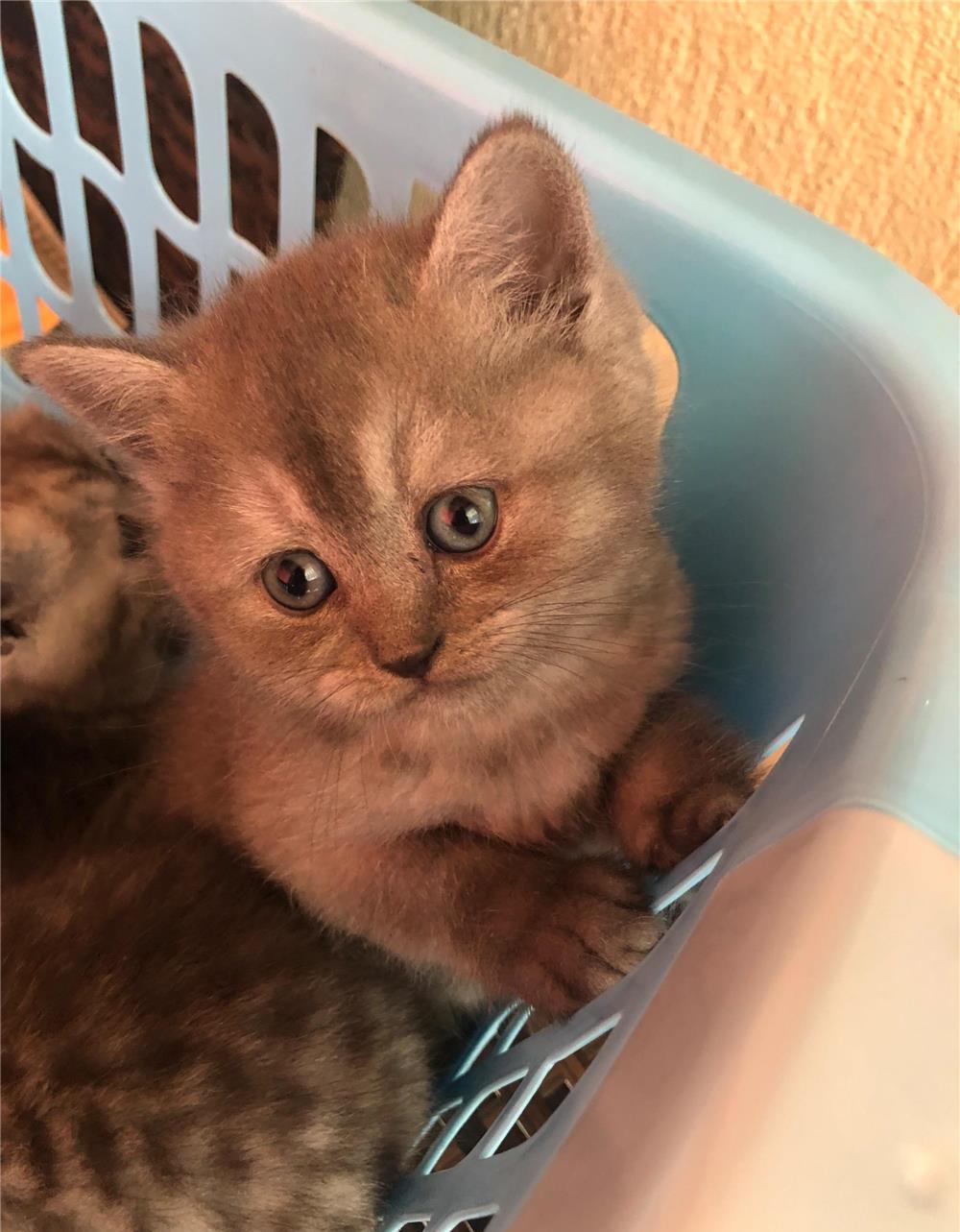 Puiuți British Shorthair