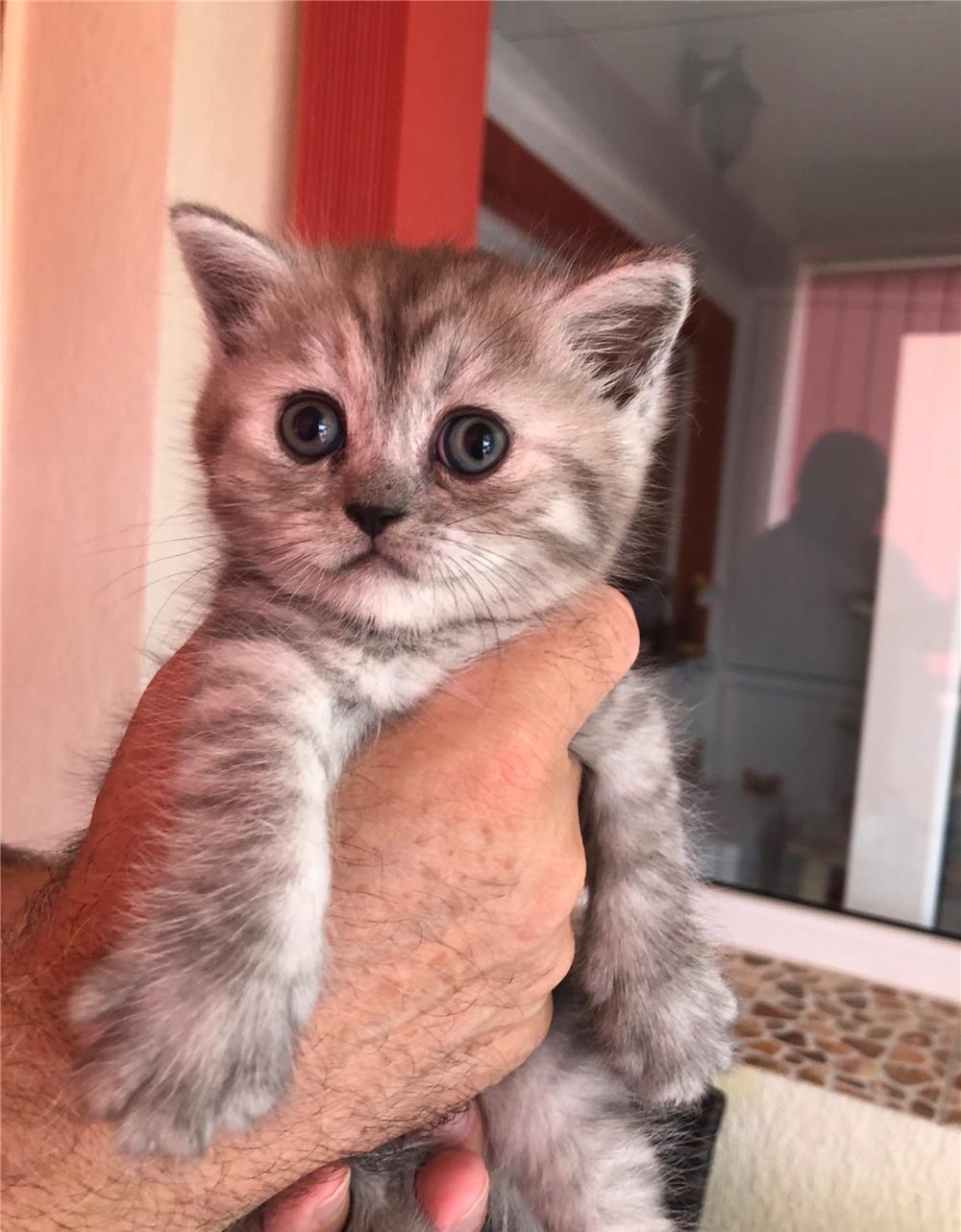 Puiuți British Shorthair