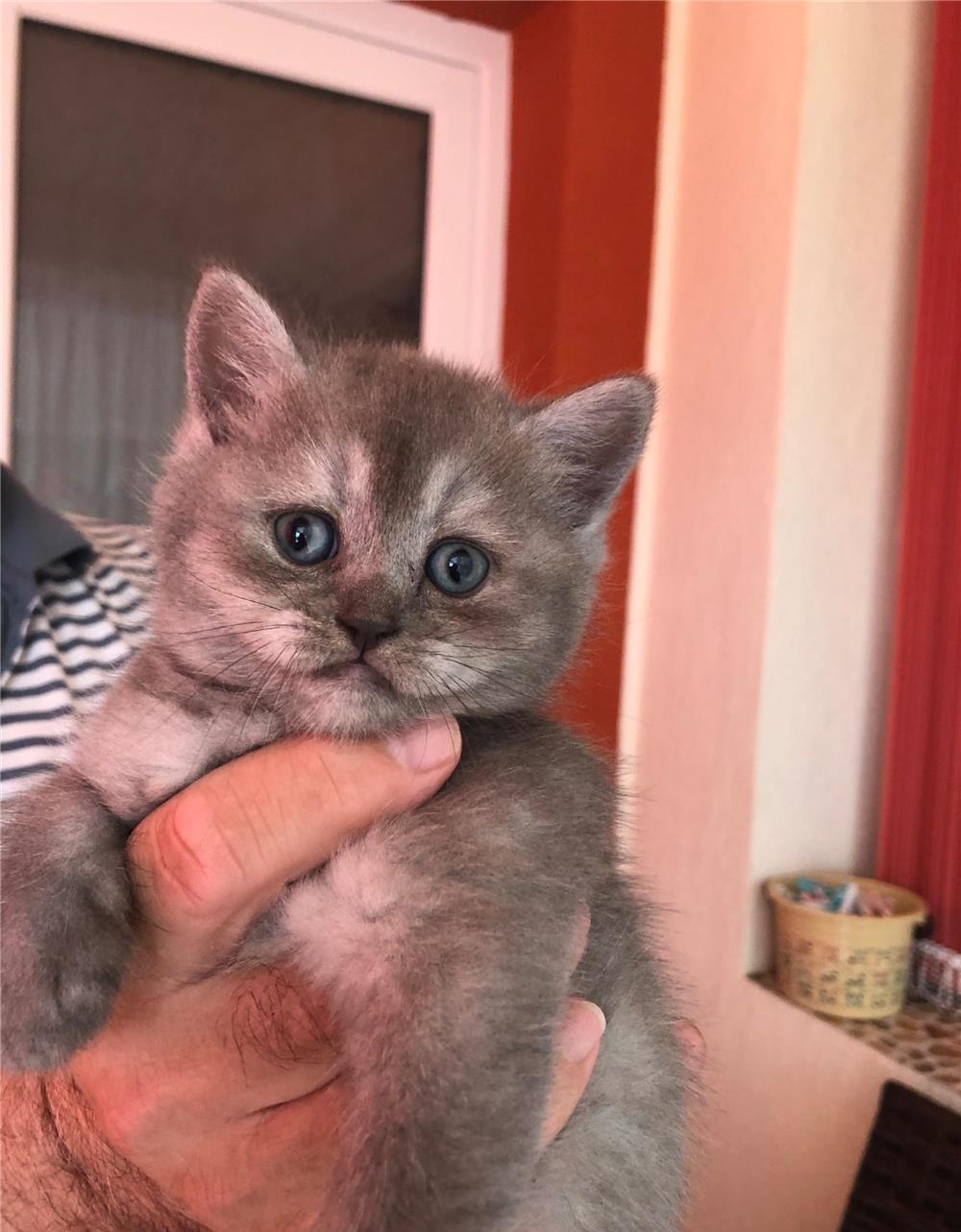 Puiuți British Shorthair