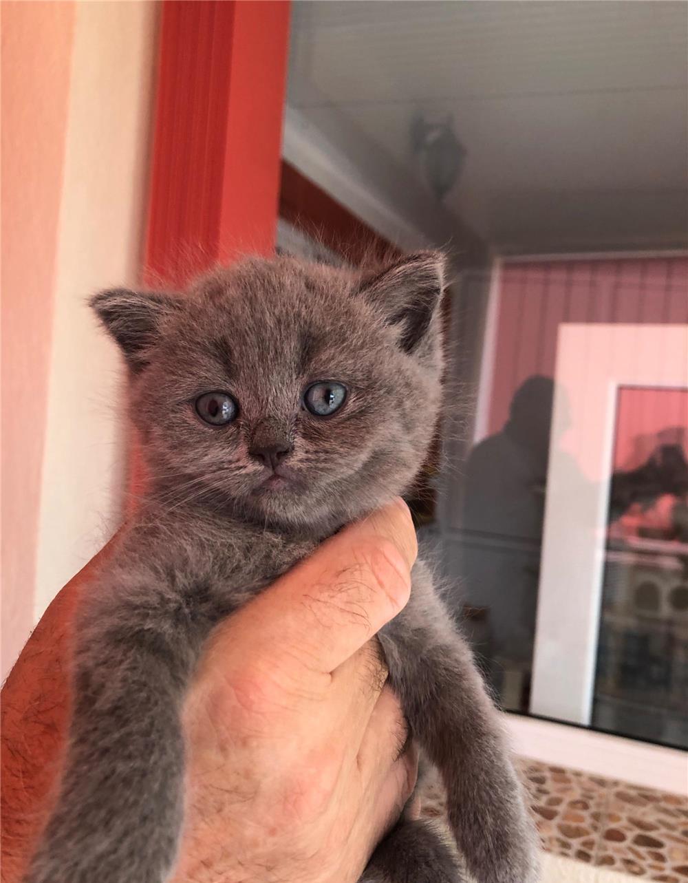 Puiuți British Shorthair