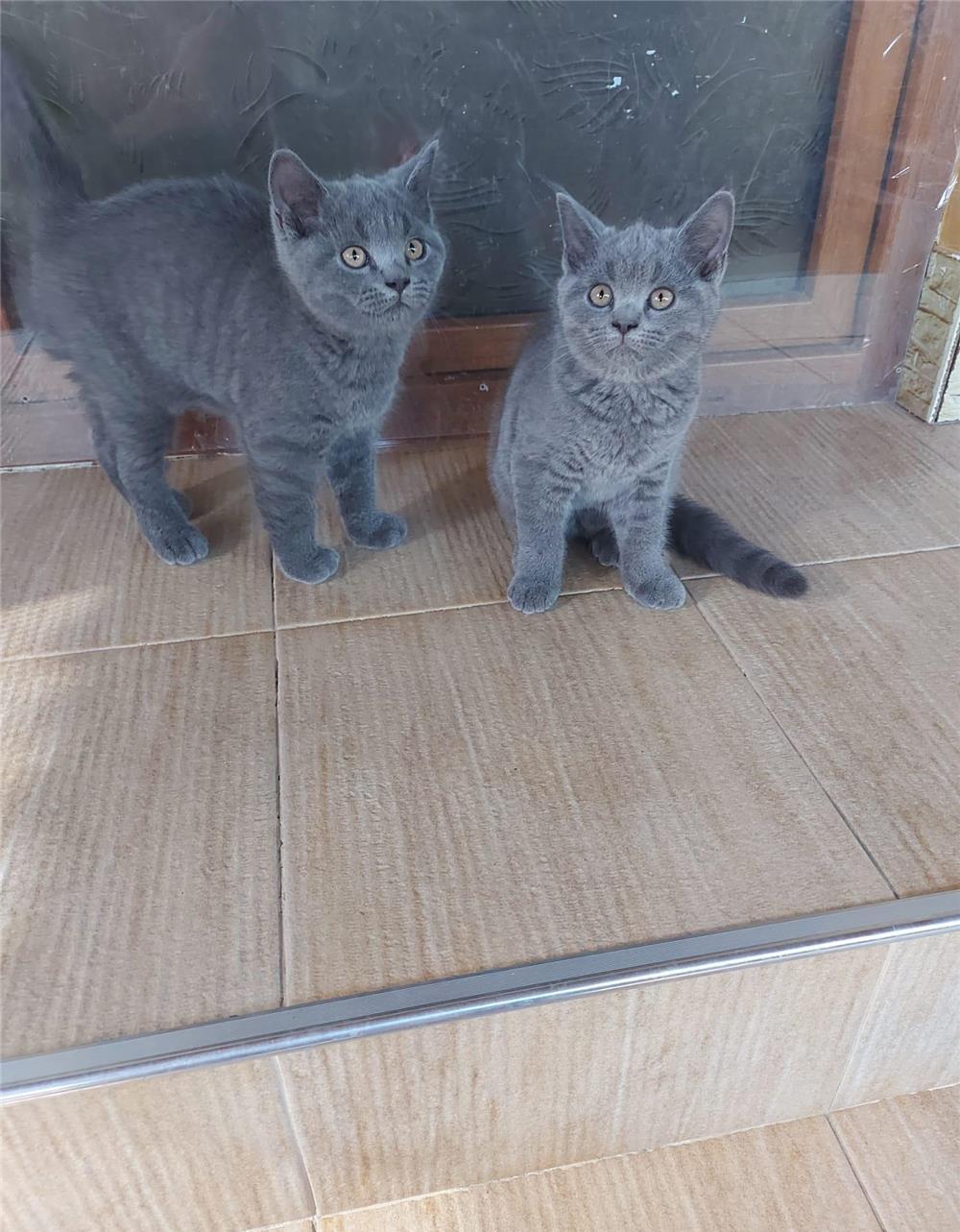 Puiuți British Shorthair Blue