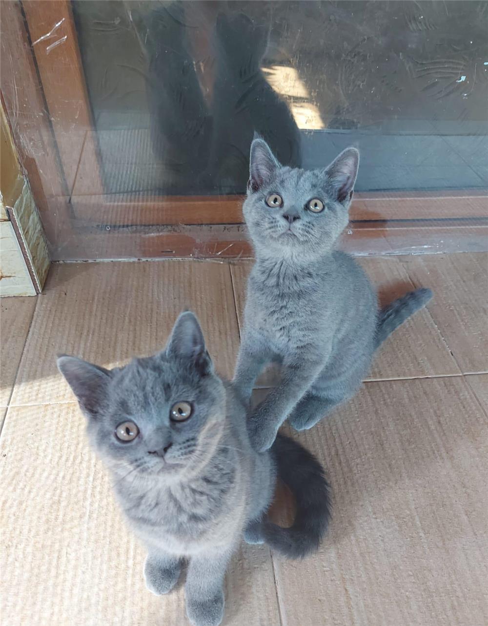Puiuți British Shorthair Blue
