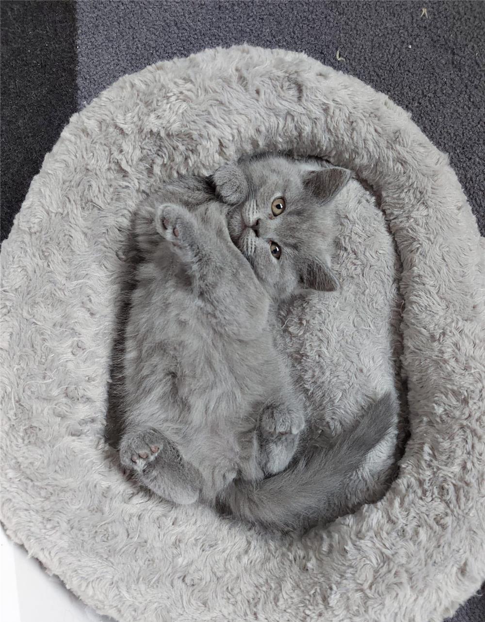 Puiuți British Shorthair Blue