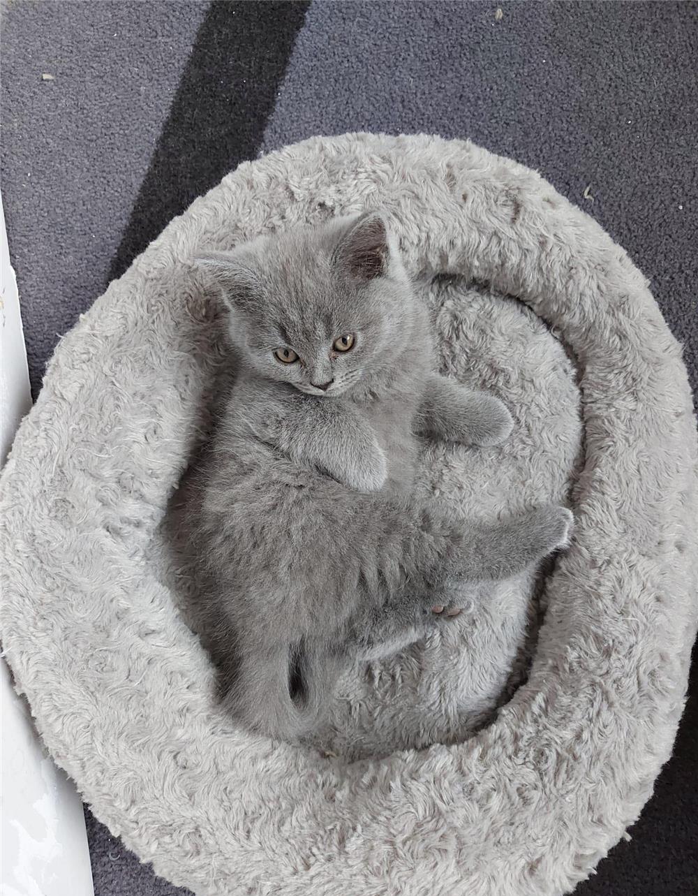 Puiuți British Shorthair Blue