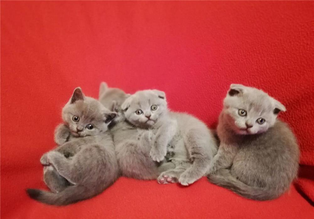 Puiuti British Shorthair& Scottish Fold