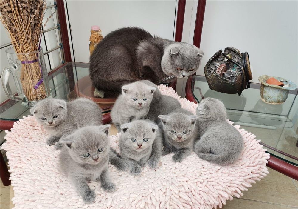 Puiuti British Shorthair& Scottish Fold