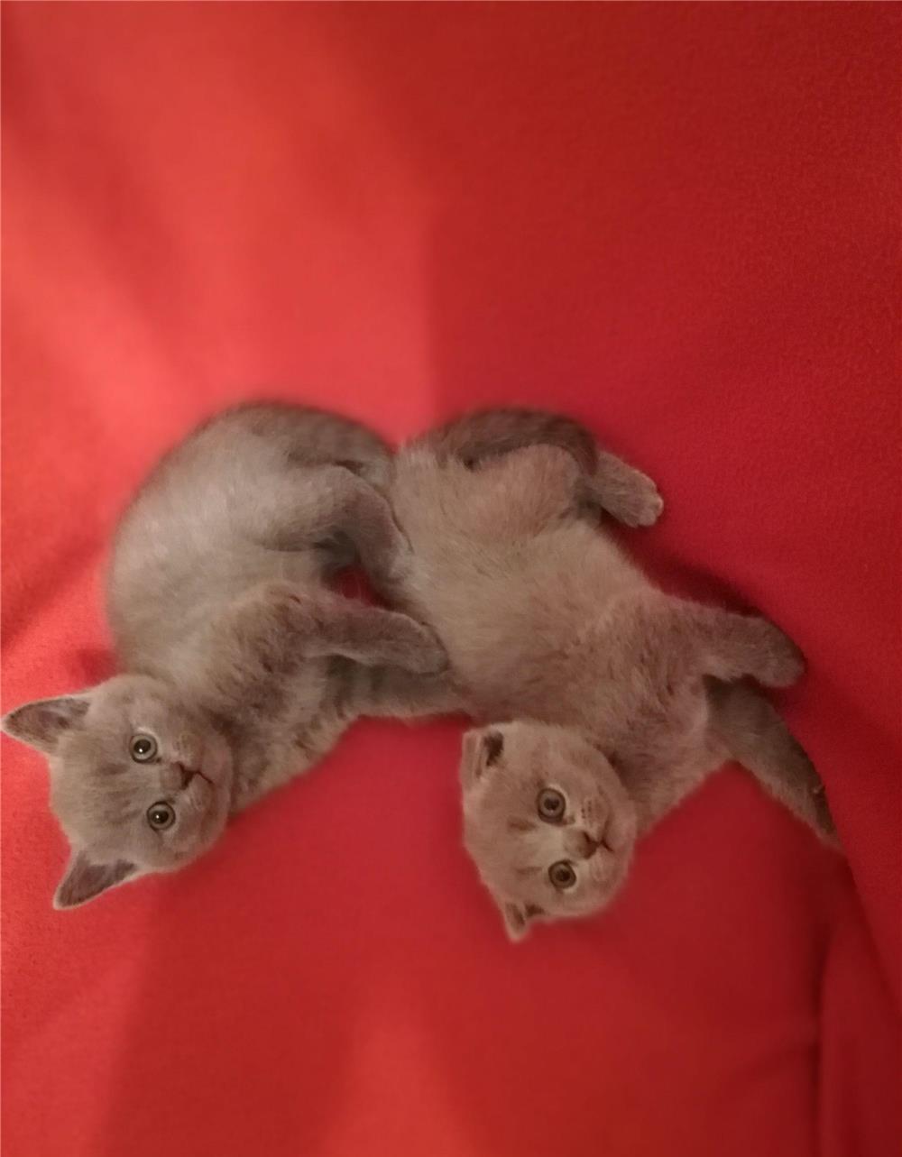 Puiuti British Shorthair& Scottish Fold