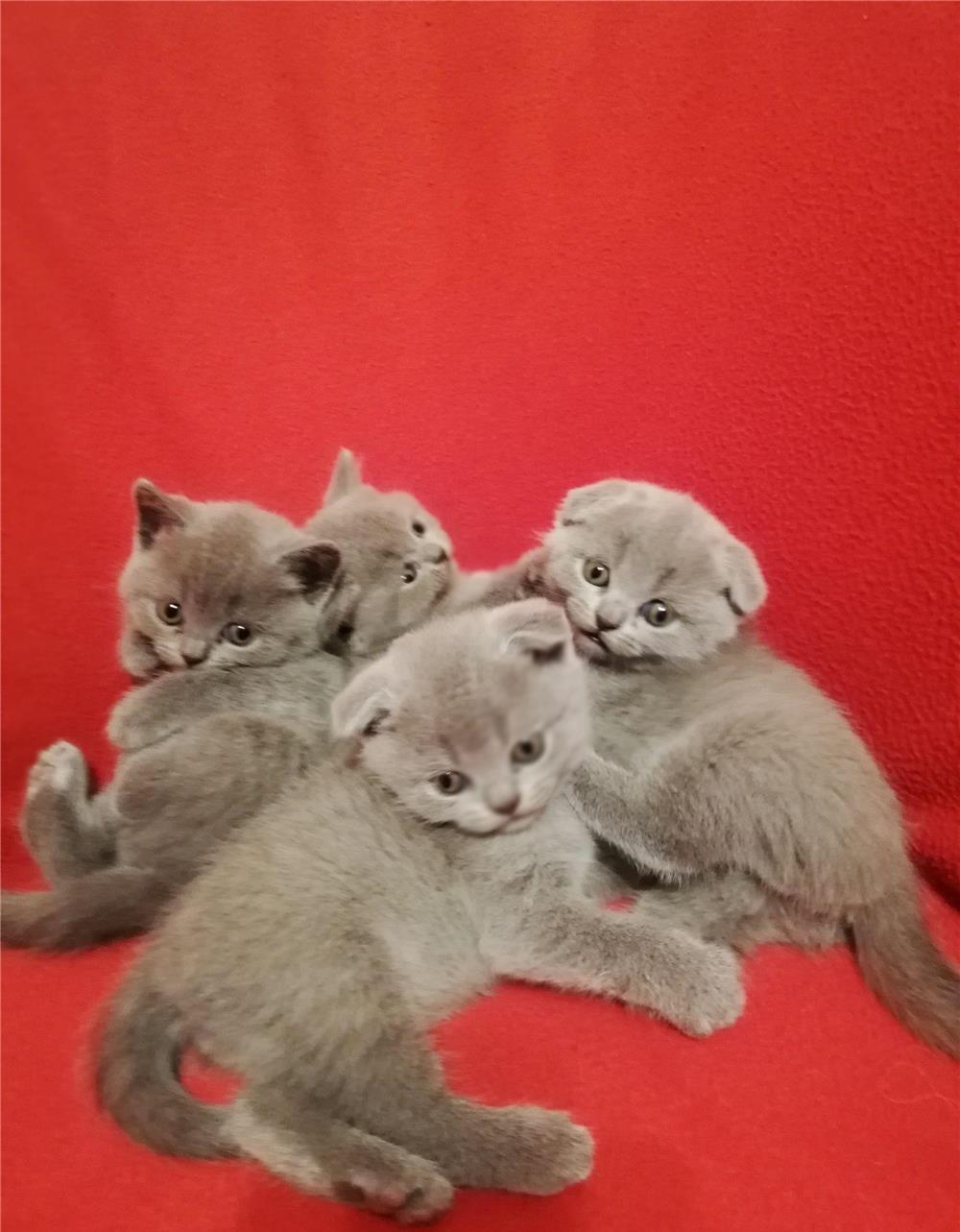 Puiuti British Shorthair& Scottish Fold