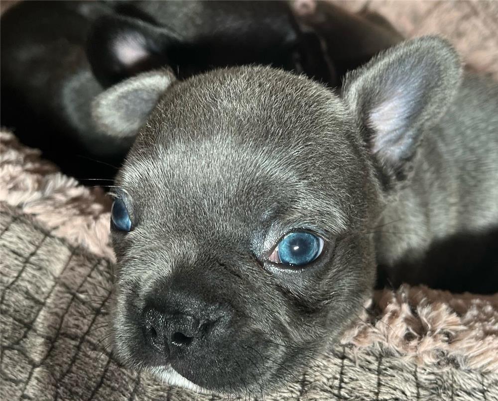 Puiuți Bulldog Francez