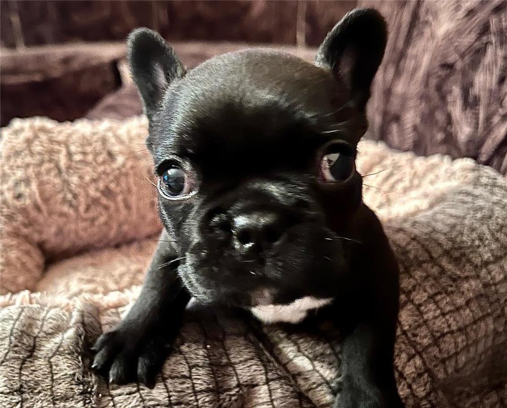 Puiuți Bulldog Francez