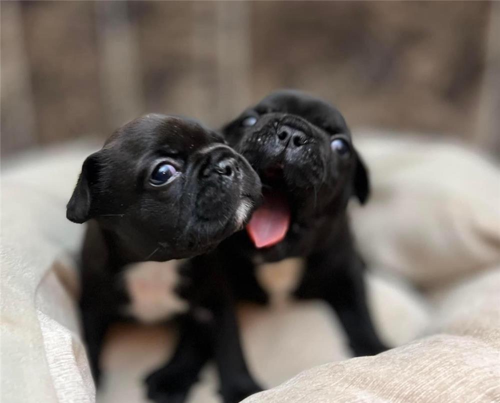 Puiuți Bulldog Francez
