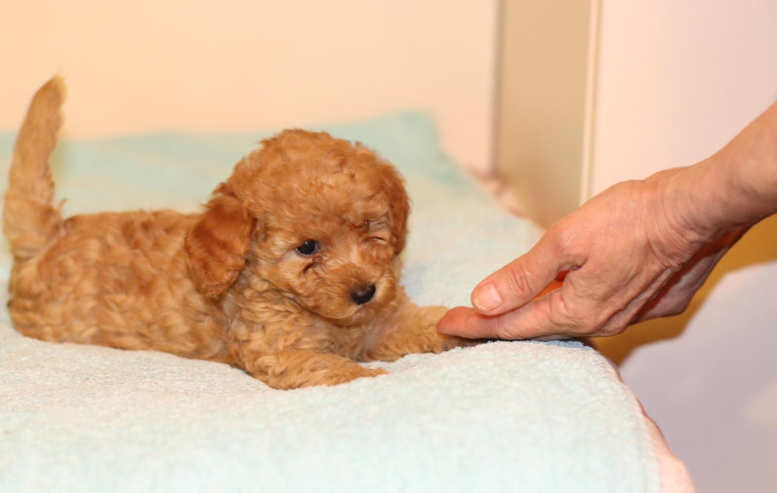 Puiuti Caniche Toy