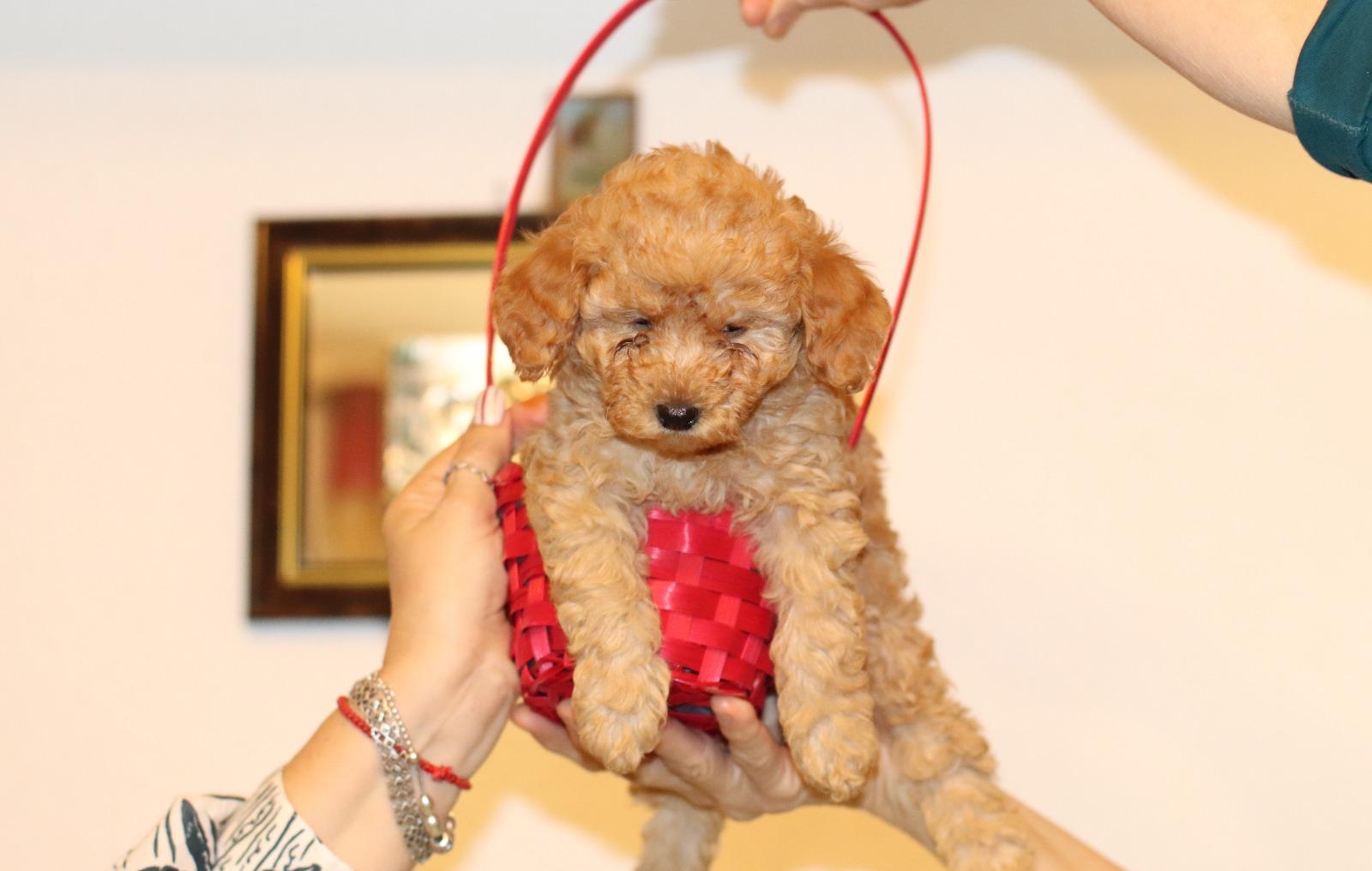 Puiuti Caniche Toy