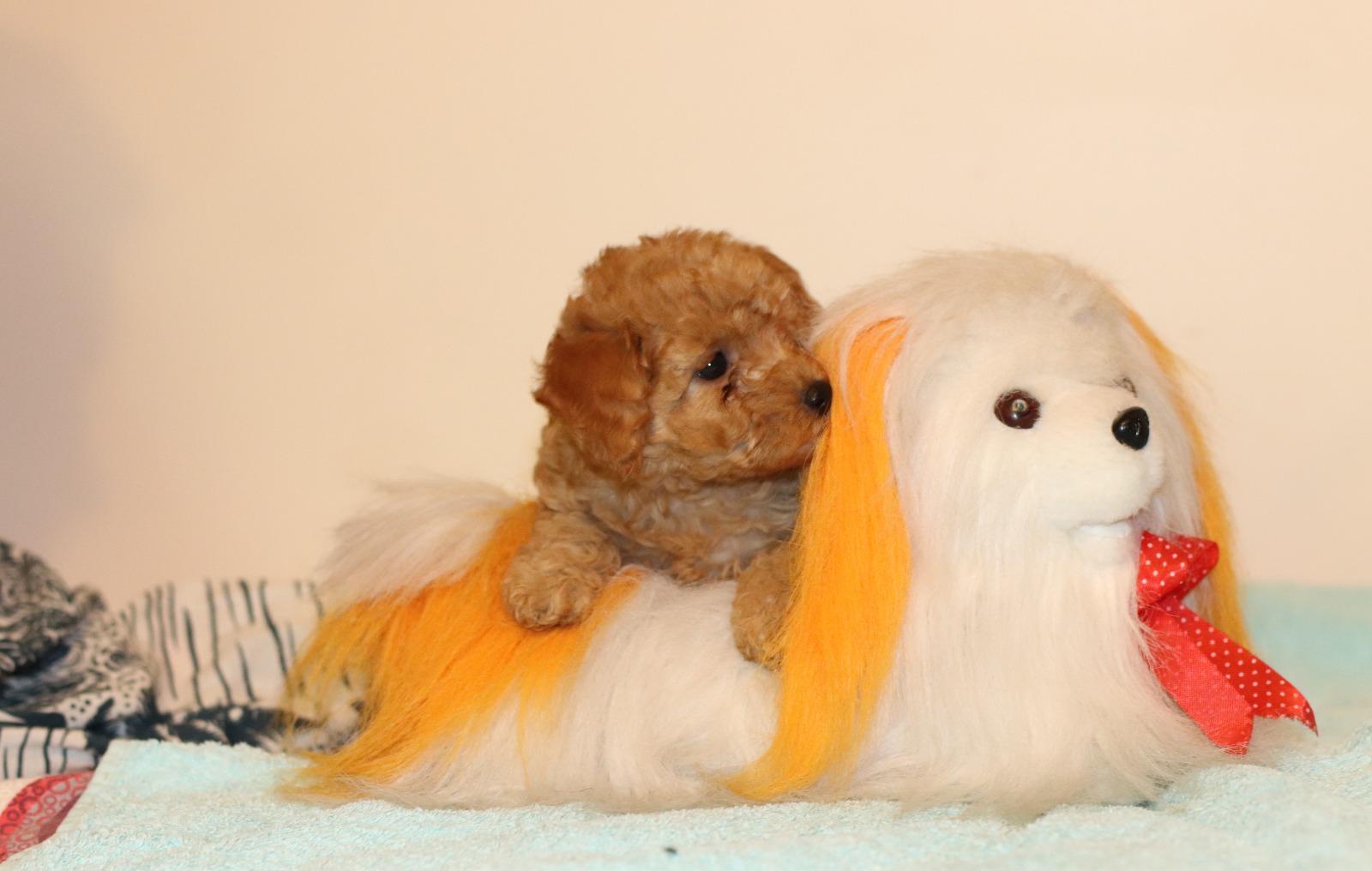 Puiuti Caniche Toy