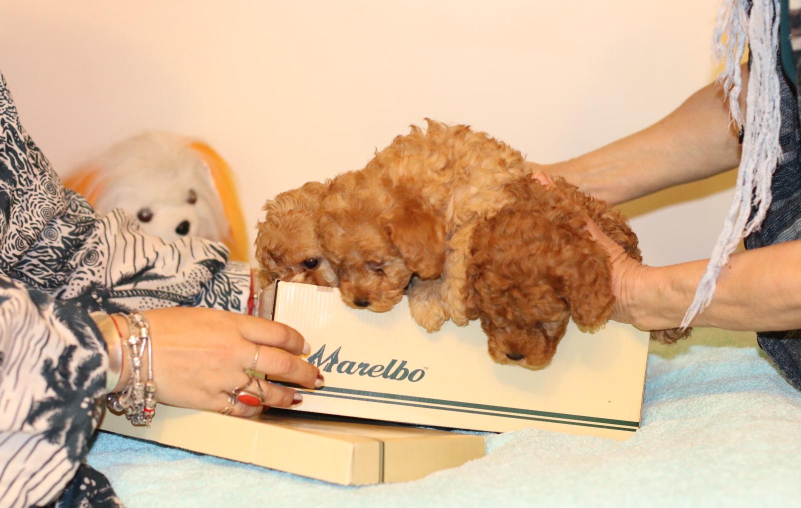 Puiuti Caniche Toy