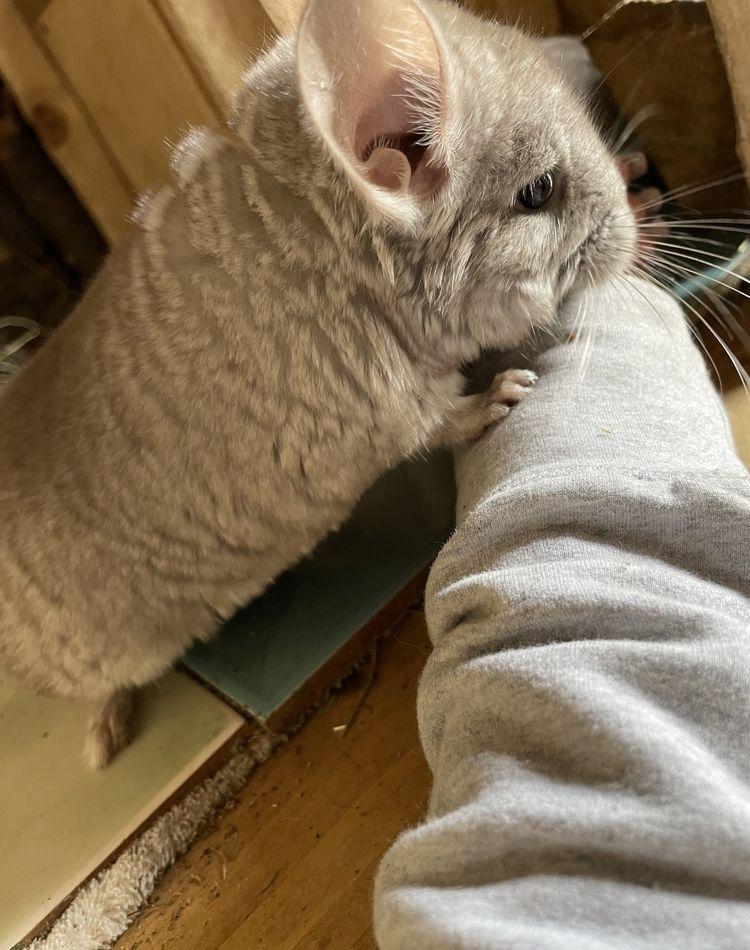 Puiuți chinchilla