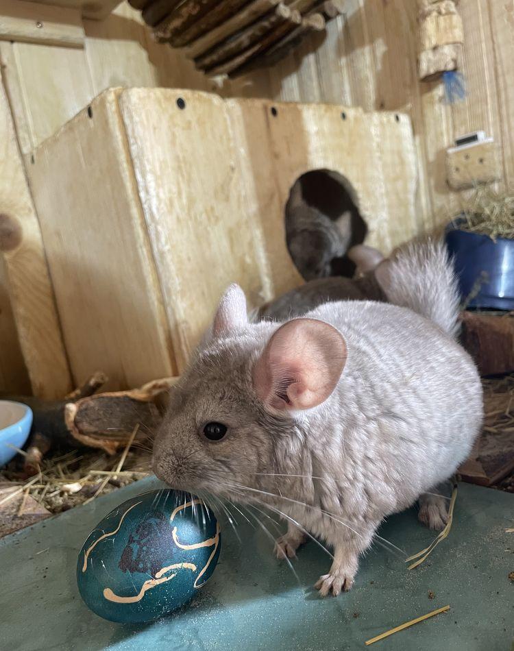 Puiuți chinchilla