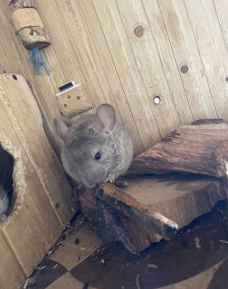 Puiuți chinchilla
