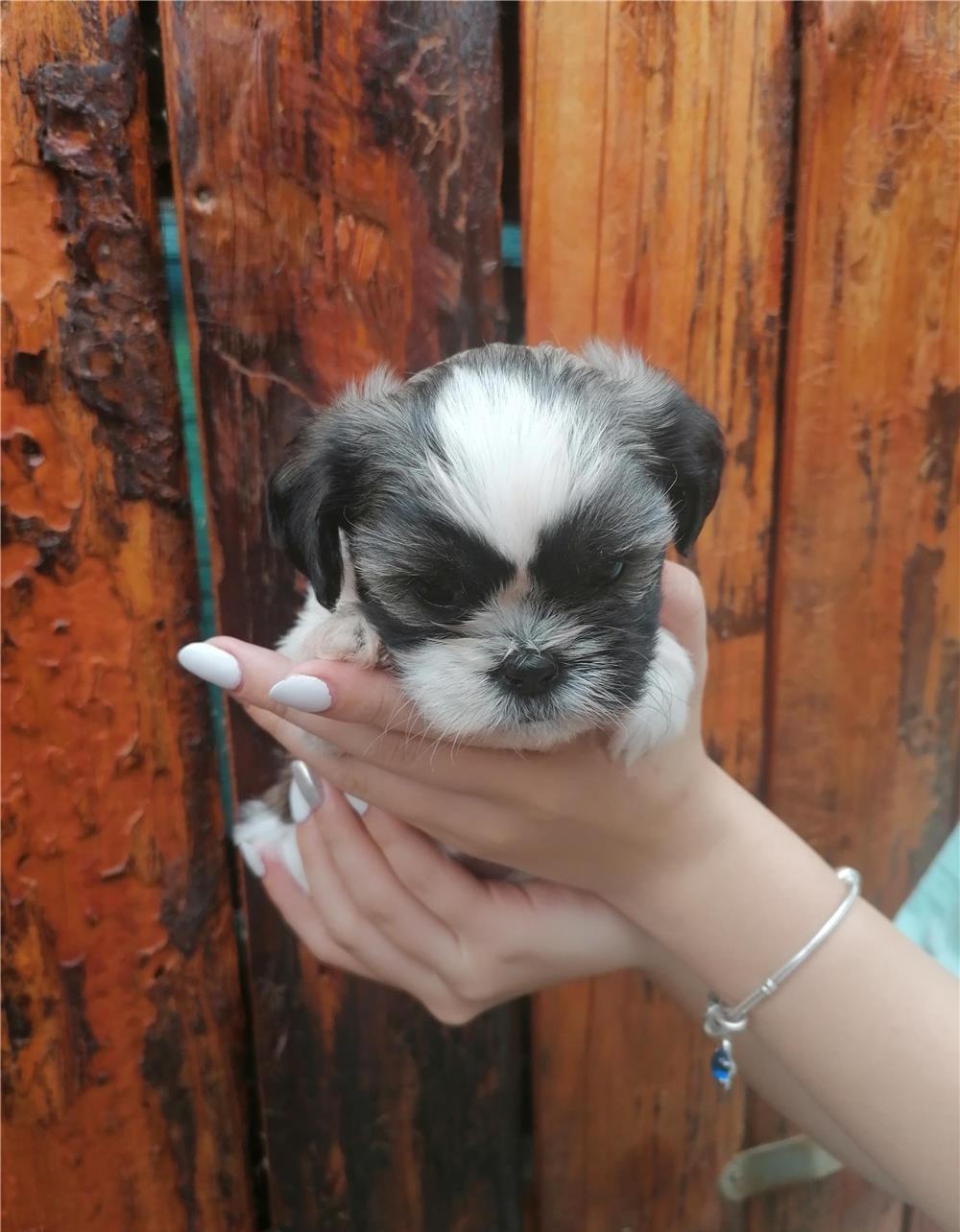 Puiuti de Shih Tzu