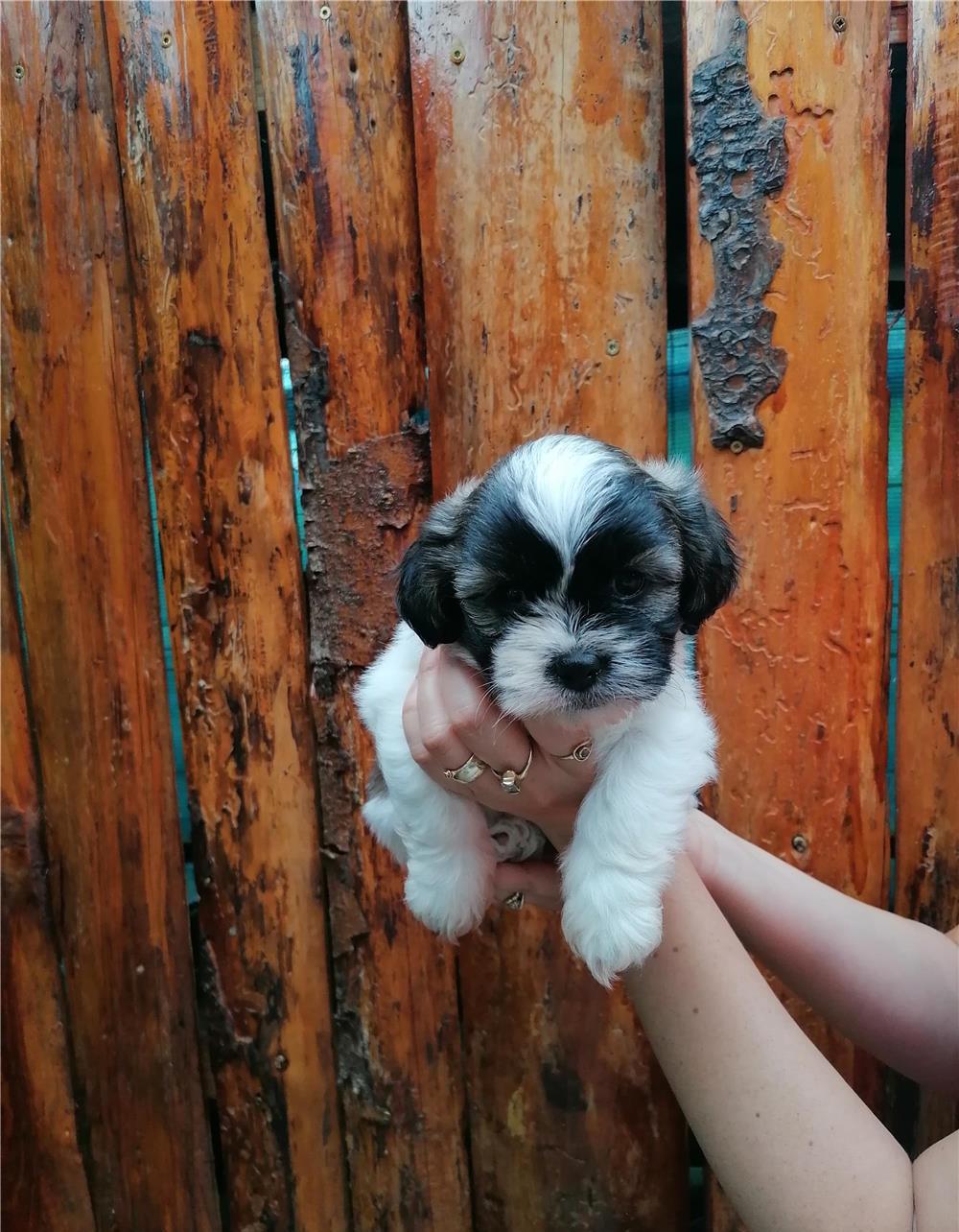 Puiuti de Shih Tzu
