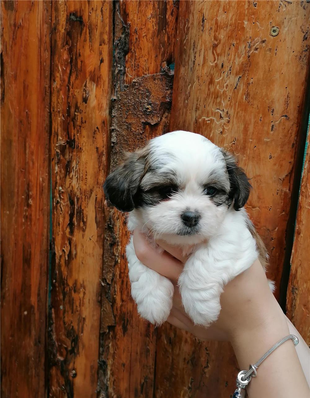 Puiuti de Shih Tzu