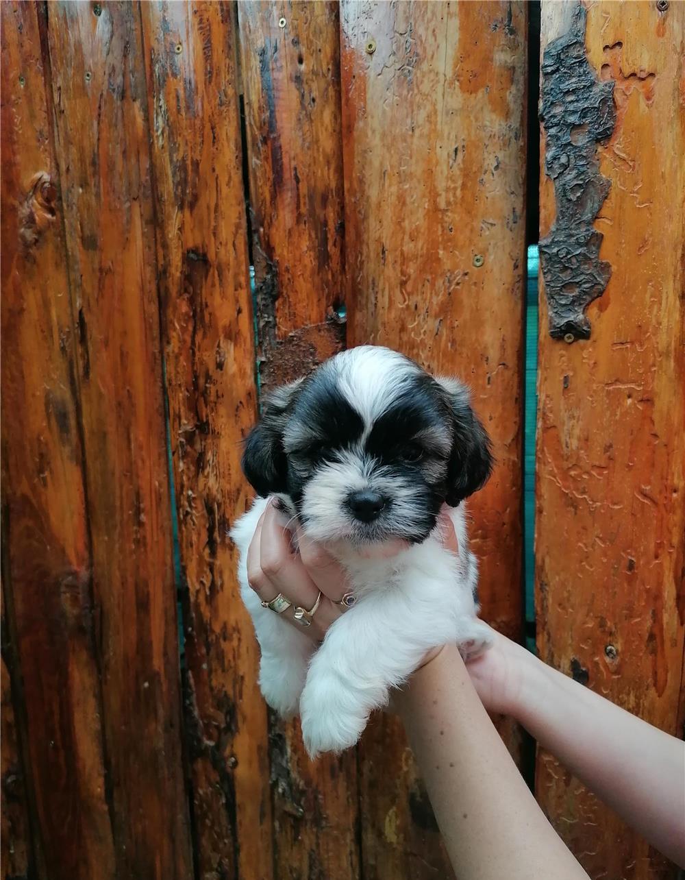 Puiuti de Shih Tzu
