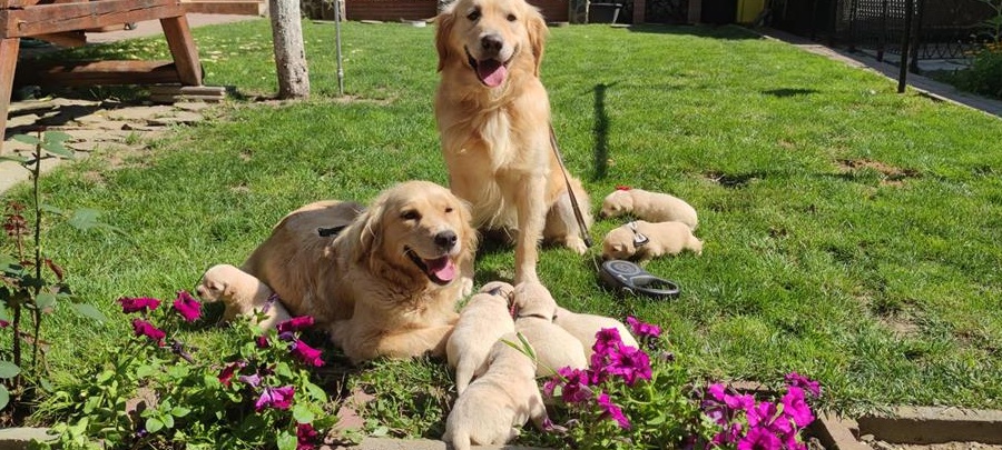 Puiuti Golden Retreiver, asiguram transport in tara , UE, UK, Germania