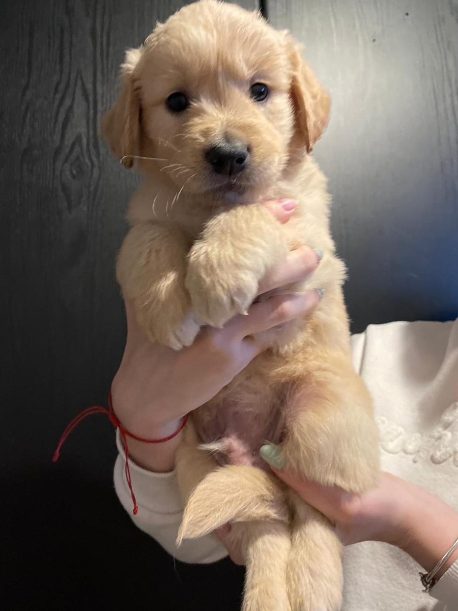 Puiuti Golden Retreiver, asiguram transport in tara , UE, UK, Germania
