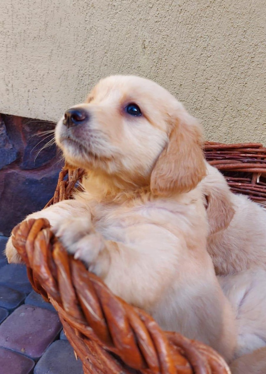 Puiuti Golden Retreiver, asiguram transport in tara , UE, UK, Germania