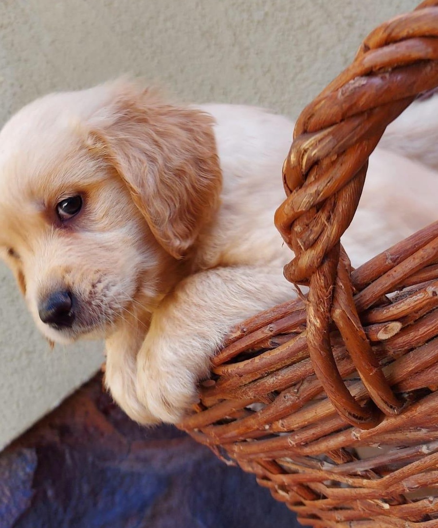 Puiuti Golden Retreiver, asiguram transport in tara , UE, UK, Germania