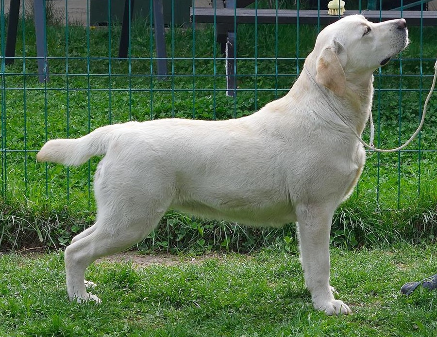 Puiuti labrador Retriever